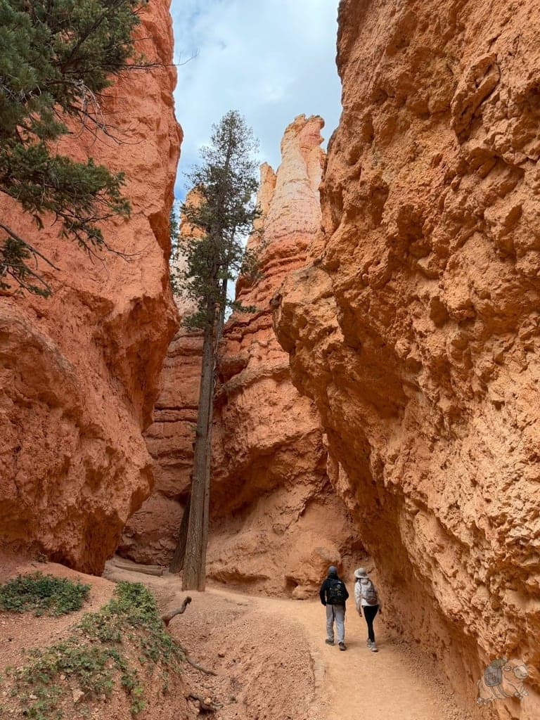 布萊斯峽谷 Navajo Loop 那瓦霍步道開始進入狹窄的峽谷地形。