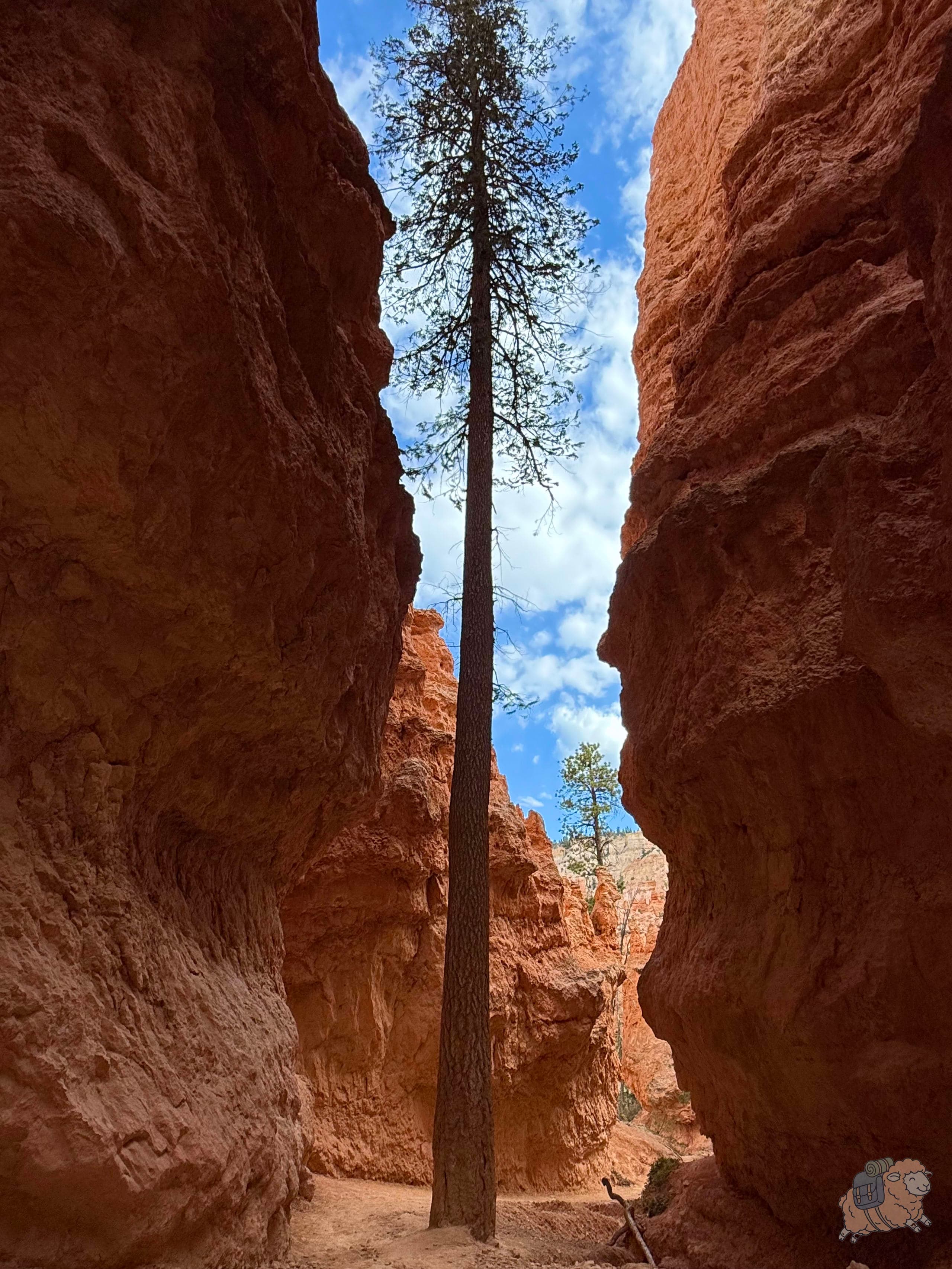 布萊斯峽谷 Navajo Loop 那瓦霍步道裡努力生長的杉木。