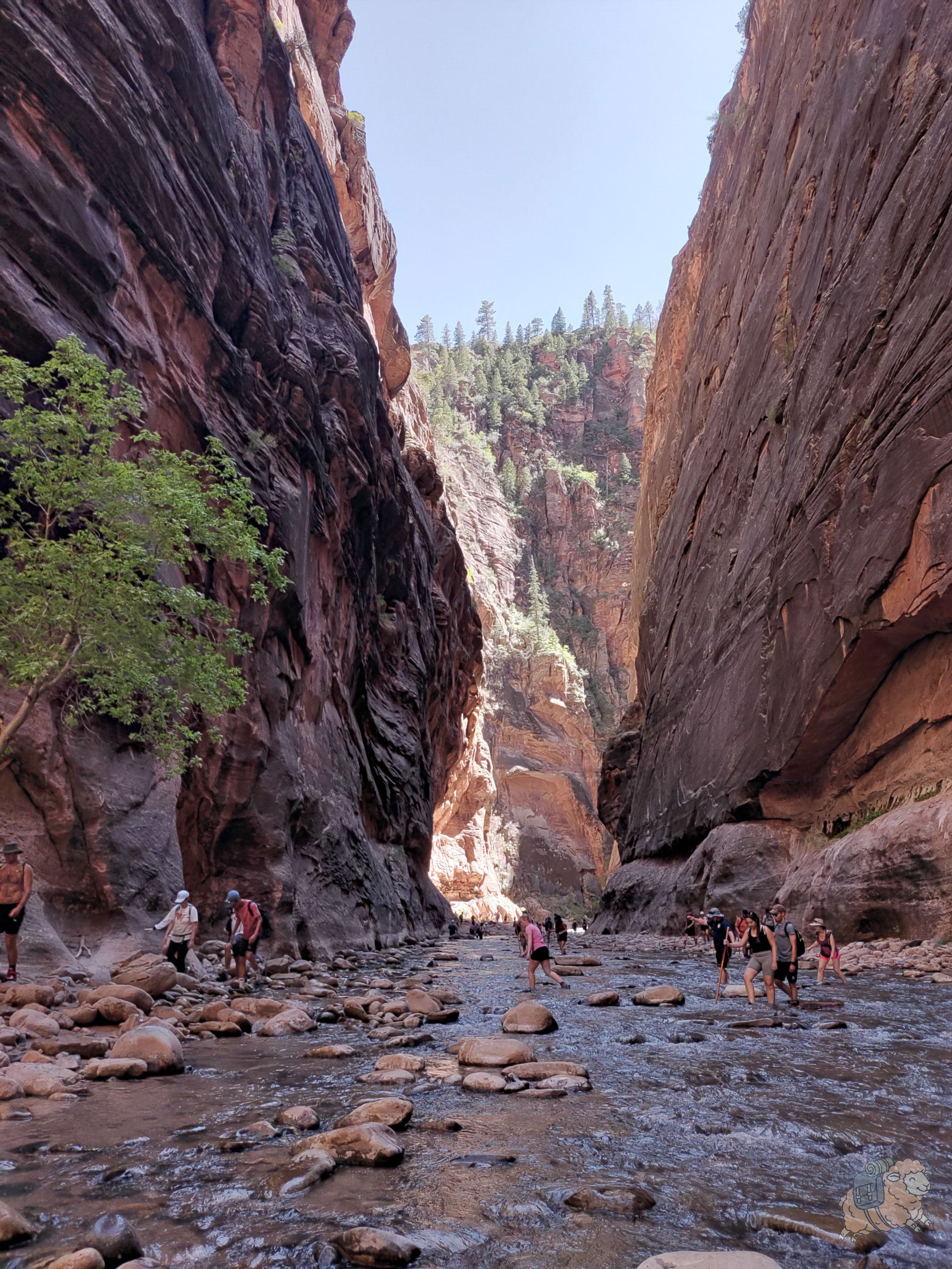 錫安國家公園 The Narrows 一角。
