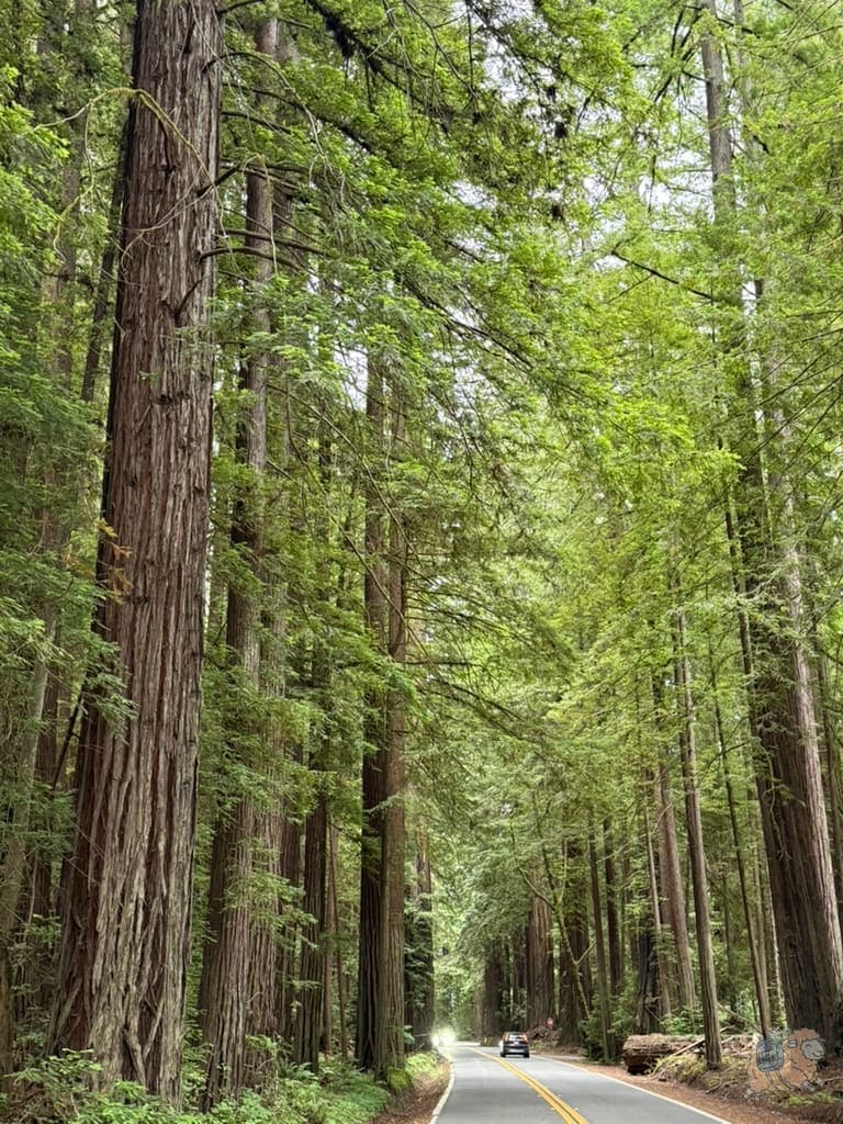 紅木國家公園 (Redwood National Park) 周邊的巨人大道 Avenue of Giants一隅