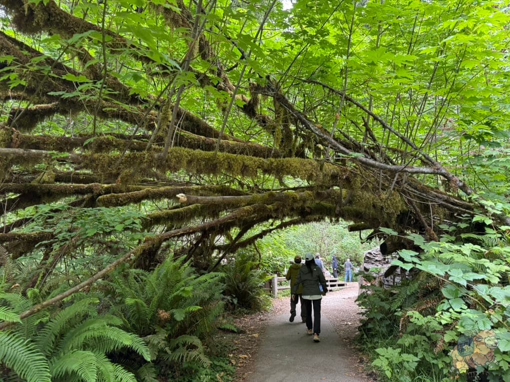 紅木國家公園 (Redwood National Park) - Big Tree Wayside 全程都是這樣的平路。也可以看到一些傾倒的樹木被青苔爬滿,很神秘的感覺。