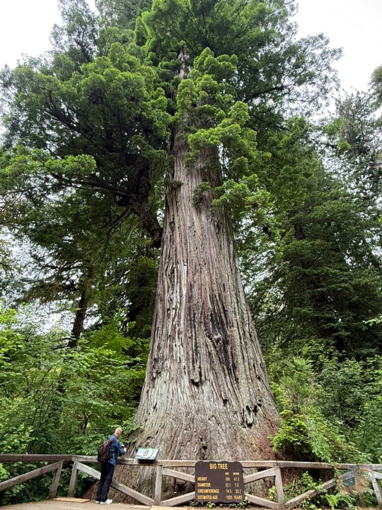 紅木國家公園 (Redwood National Park) - Big Tree Wayside裡面的Big Tree。照片甚至都容納不下整棵樹。