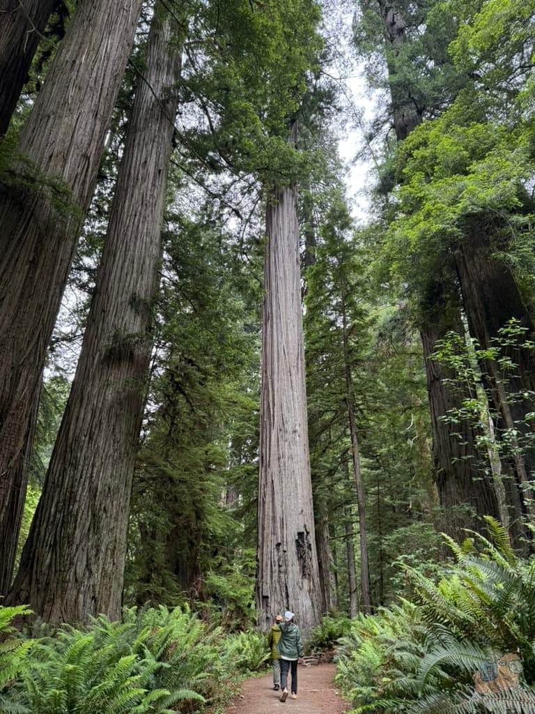 紅木國家公園 (Redwood National Park) - Big Tree Wayside步道一隅。這裏一片的紅木也已經非常壯觀了。就連地上的蕨類也很高大,很像來到史前世界。