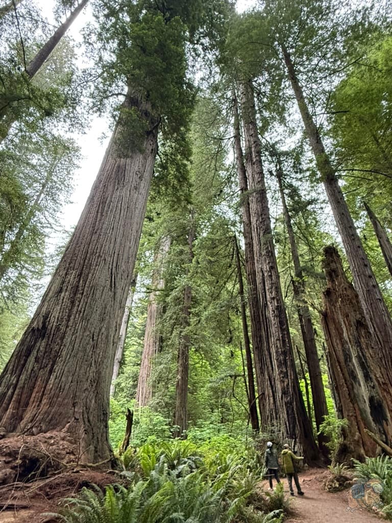 紅木國家公園 (Redwood National Park) - Big Tree Wayside步道一隅