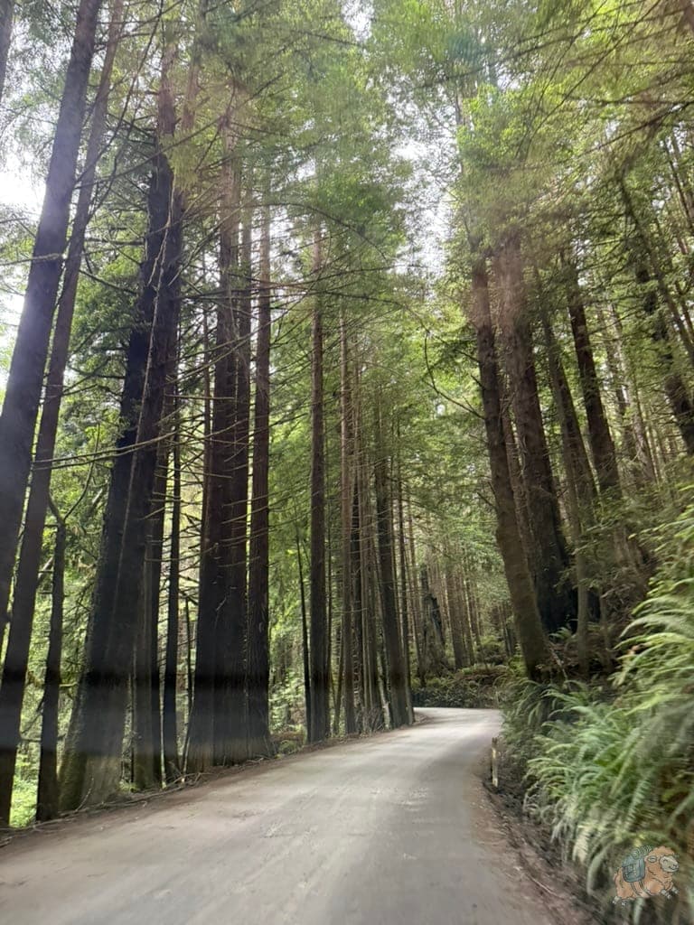 去蕨類峽谷的路上,是比較凹凸不平的路。