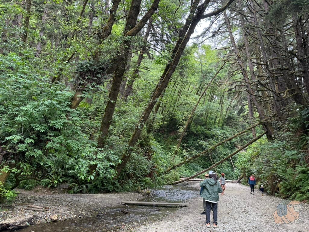 步道走了約15分鐘後,會到達蕨類峽谷的起點處。