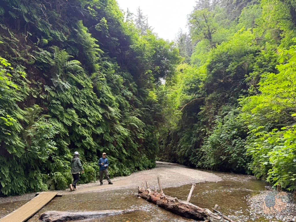 紅木國家公園 (Redwood National Park) Fern Canyon 蕨類峽谷:密密麻麻的蕨類真的很壯觀,史前荒野感撲面而來,難怪被選為侏羅紀公園取景地