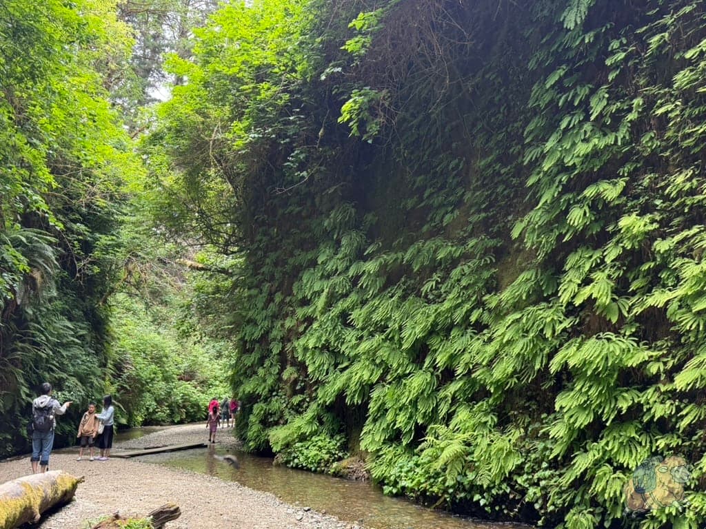Fern Canyon 蕨類峽谷:一整牆的蕨類,真的是數大便是美。