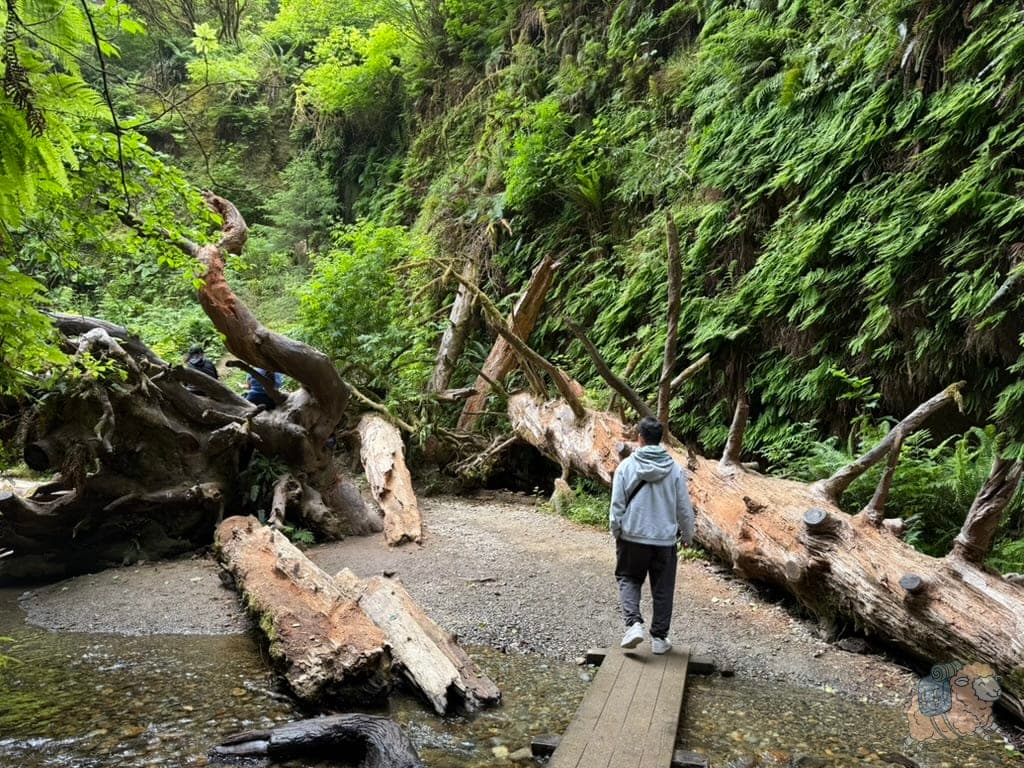 Fern Canyon 蕨類峽谷:途中經過倒塌的巨樹