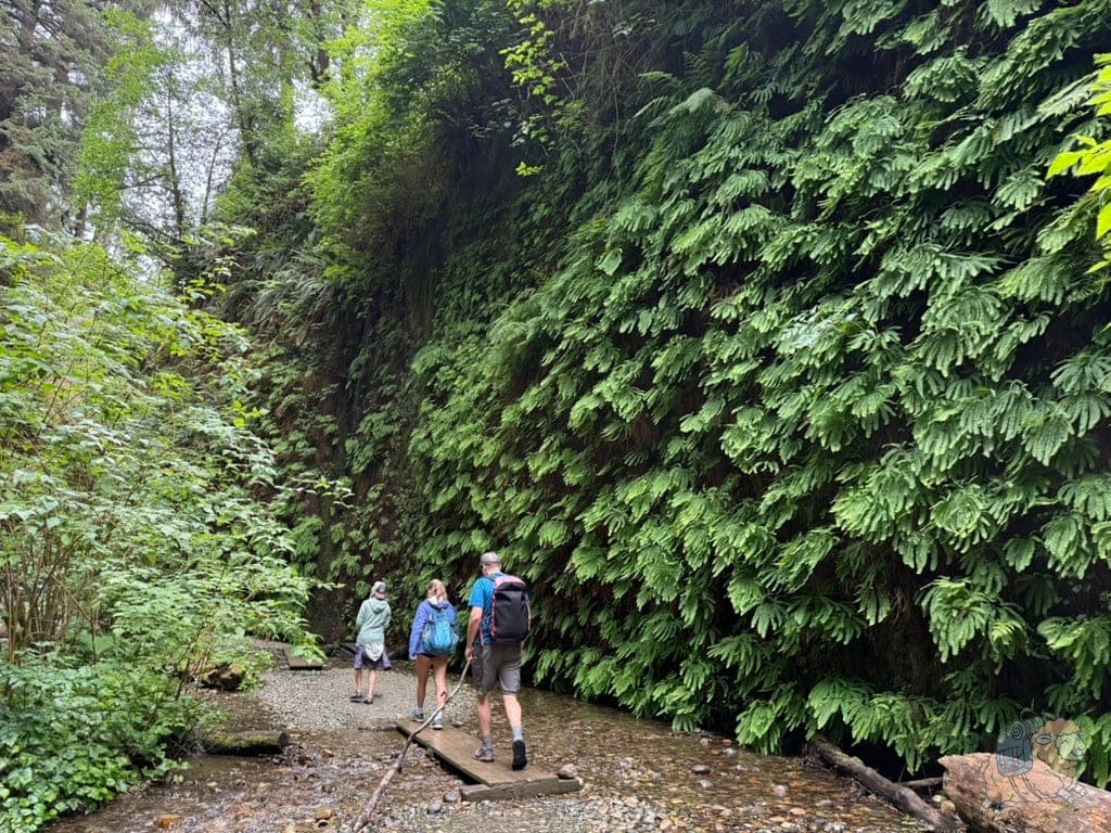 Fern Canyon 蕨類峽谷一隅