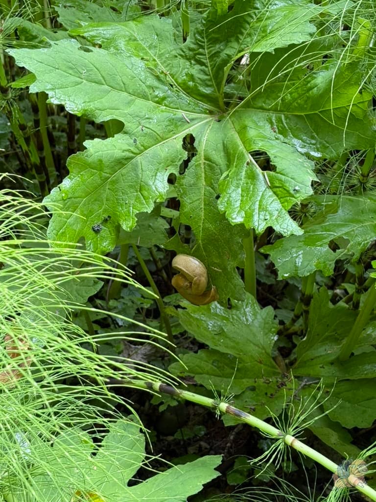 我這輩子第一次看到野生的香蕉蛞蝓