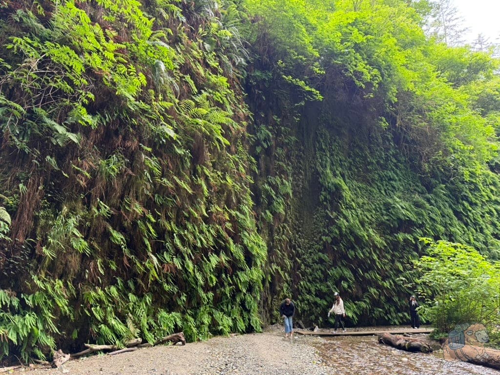 Fern Canyon 蕨類峽谷:走到蕨類峽谷的終點,我們就走回頭路返程。從另個方向走,又能欣賞到不一樣的角度!