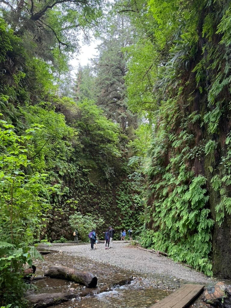 Fern Canyon 蕨類峽谷一隅