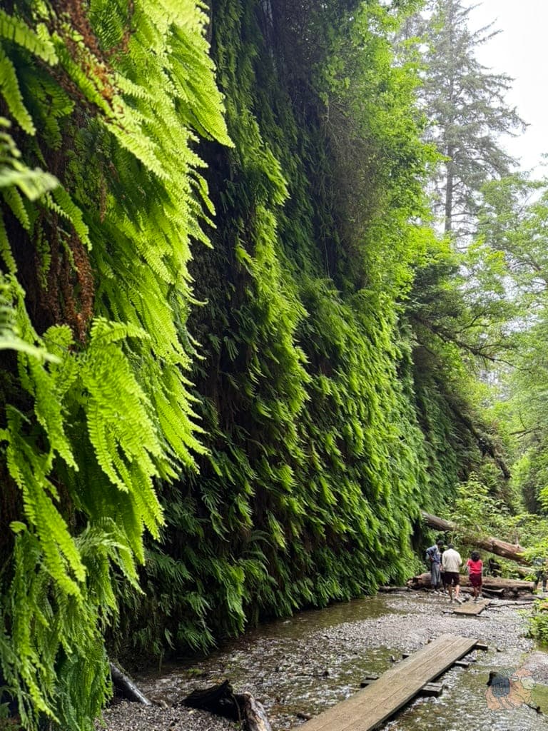 Fern Canyon 蕨類峽谷:這個翠綠色好美啊