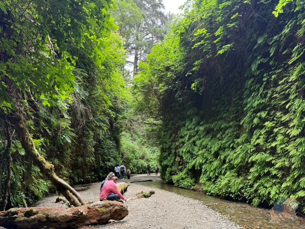 Fern Canyon 蕨類峽谷一隅