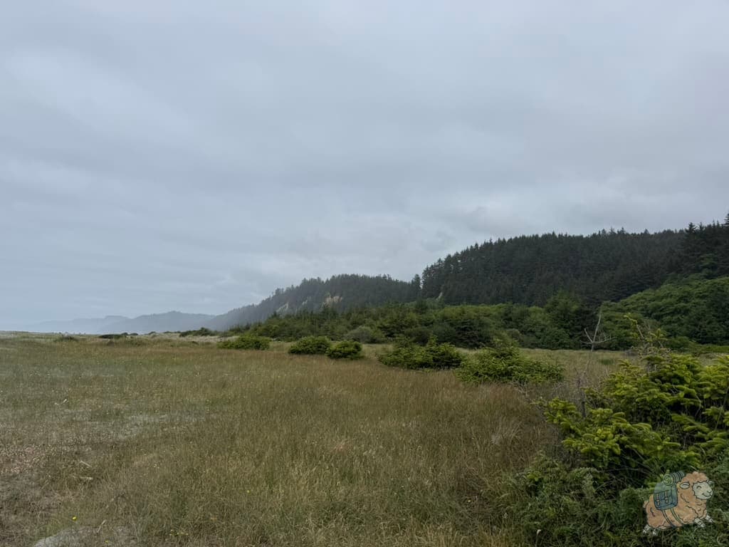 蕨類峽谷旁的充滿霧氣海岸線一景