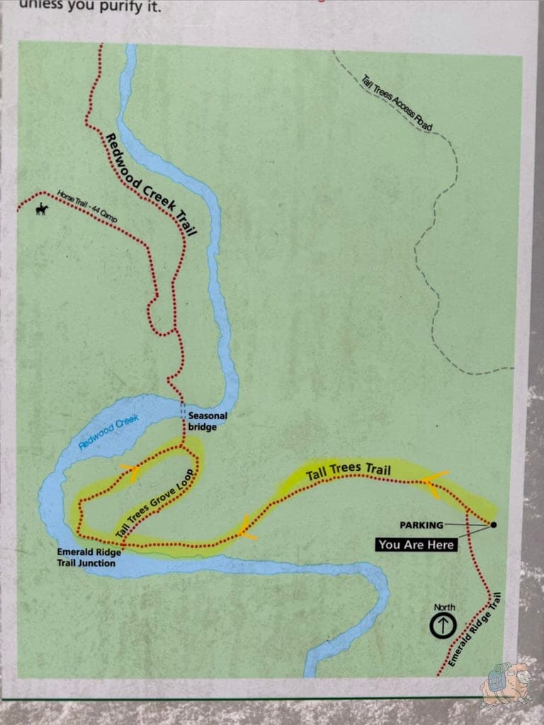 Tall Trees Trail高樹步道地圖。黃色就是我們要走的路線,從右側起點,下山到谷底,繞神木林環狀步道,最後再原路折返