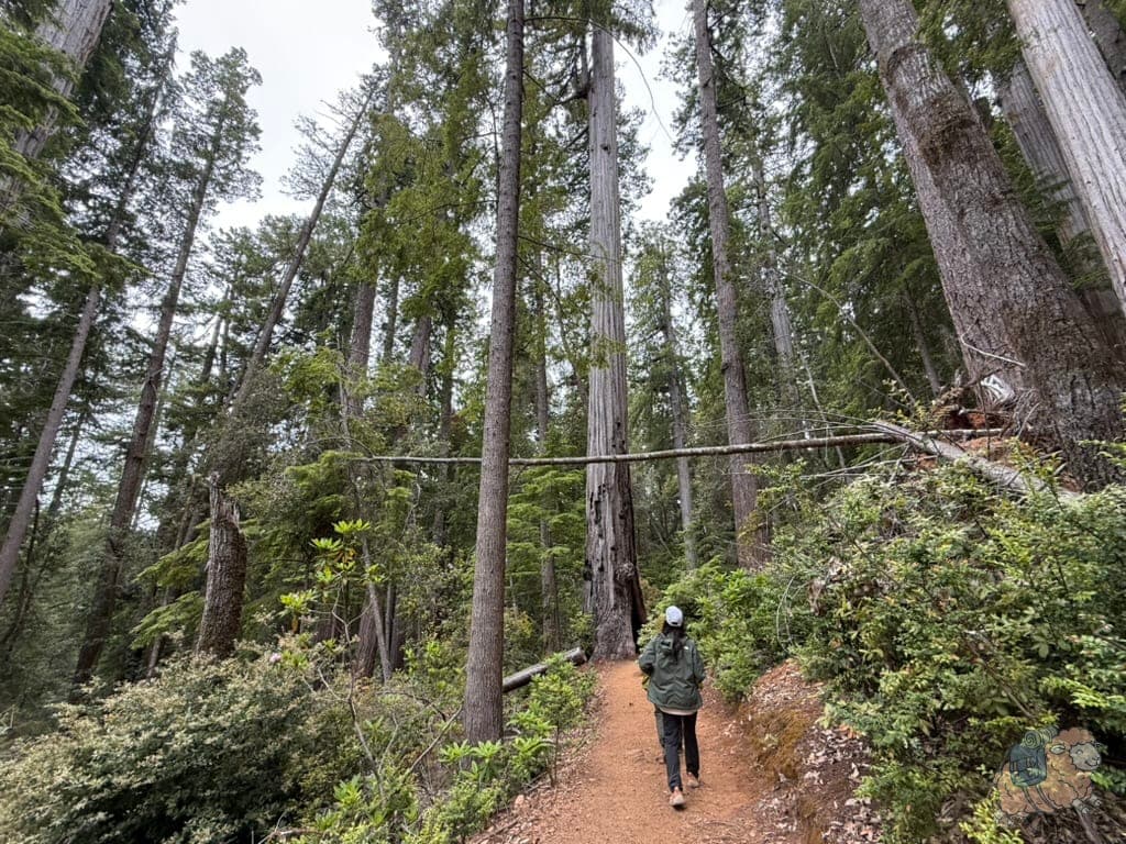 剛走進高樹步道時,周圍的樹木相較之下還沒那麼巨大。