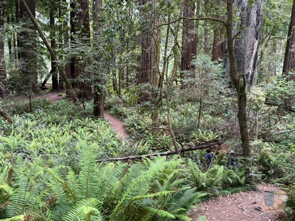 高樹步道,抵達山谷底部。