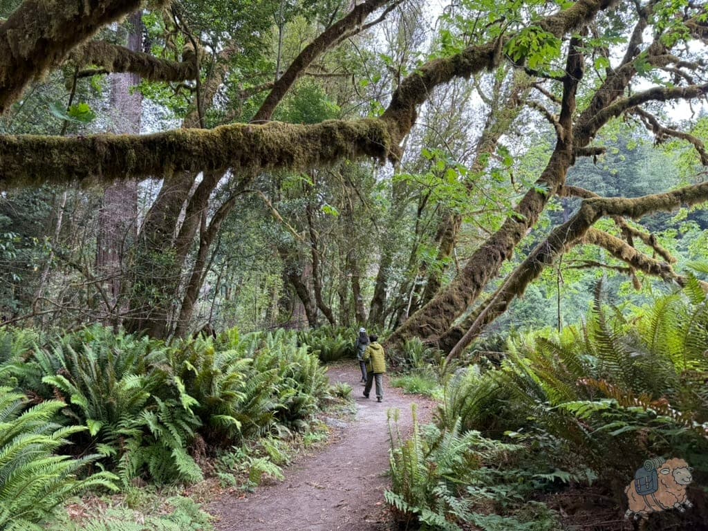 高樹步道。樹上毛茸茸的苔蘚。