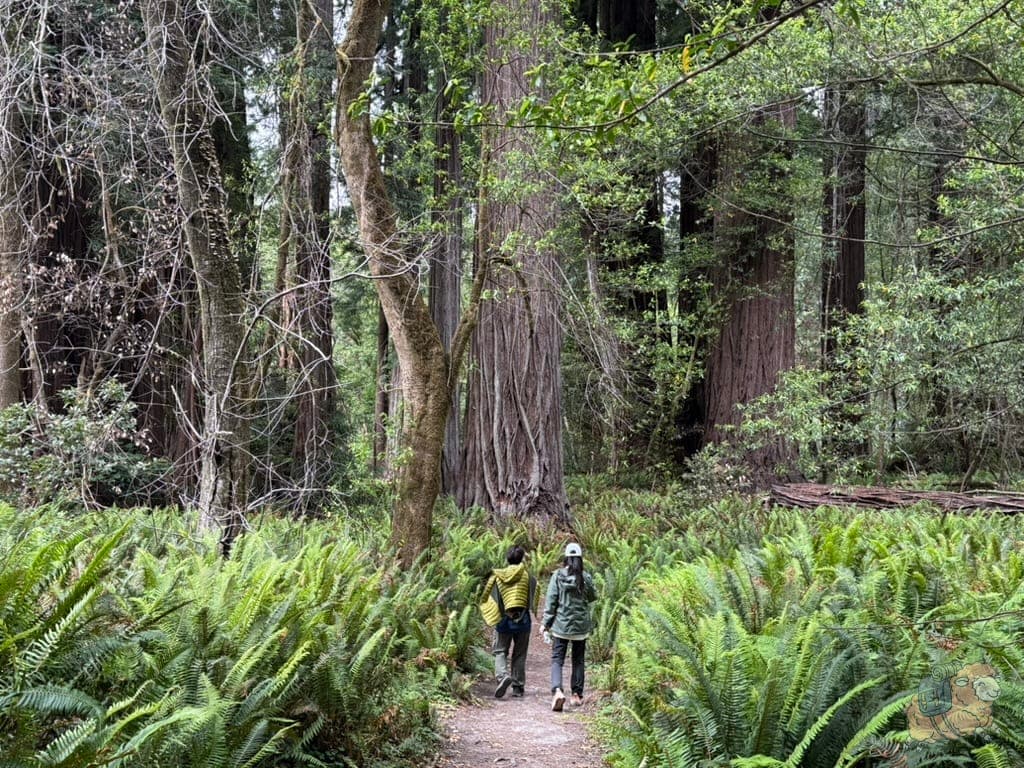 紅木國家公園 - 高樹步道。很多地方的蕨類都跟人一樣高了,很有上古時期的荒涼感。