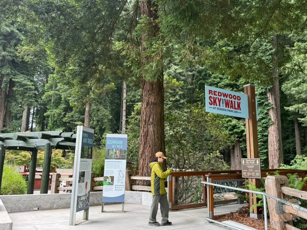 紅木天空步道 (Redwood Sky Walk) 入口。他是一個環線,上去之後順時鐘繞一圈出來就可以走完所有吊橋喔!