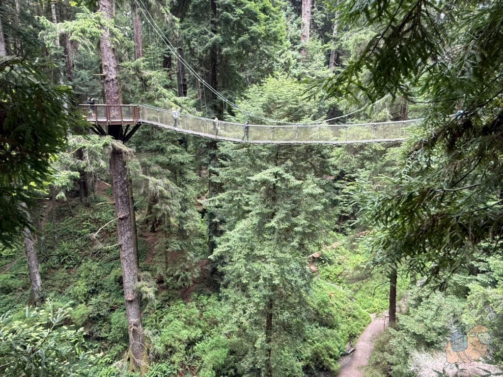 紅木天空步道 (Redwood Sky Walk) 裡的樹上吊橋。我當時感嘆大樹真的太偉的存在...這些吊橋都是直接掛在樹上的,還這麼堅固。