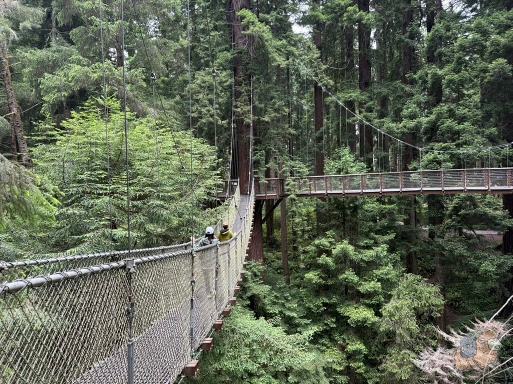 紅木天空步道 (Redwood Sky Walk) 。