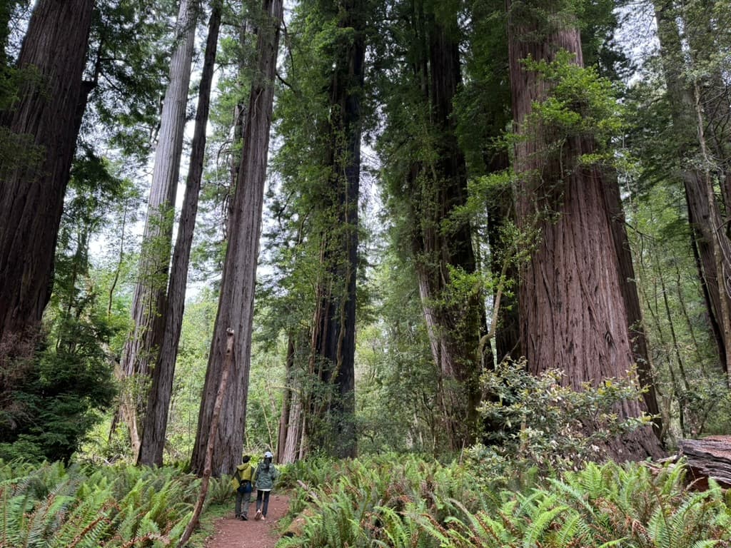 紅木國家公園 Redwood National Park 及周邊三日遊